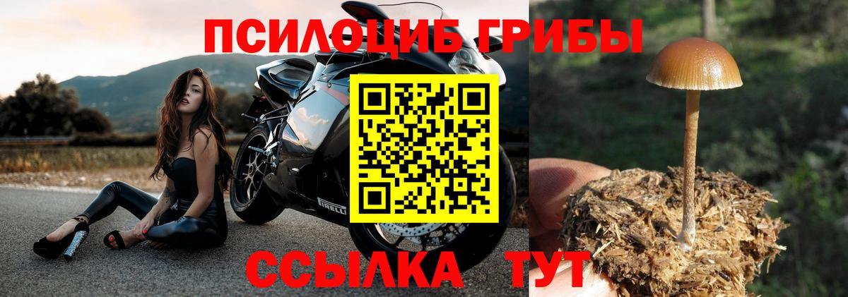 Мурино  Псилоцибиновые грибы ЛСД  Вход с VPN 